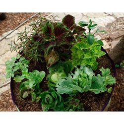 Smart Pot 9.5 in. H X 14 in. W X 14 in. D X 14 in. D Geo-Thermal Fabric Grow Bag Planter Black
