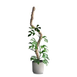 Mossify 42 in. H Natural Moss Pole