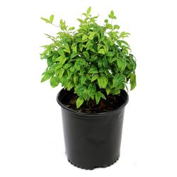 National Plant Network Nandina Grower Shrubs