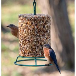 Birds Choice Bugs N Nuts Bird Seed 5.5 lb