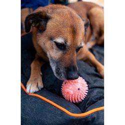 Kikkerland For Dog Pink TPR Piggy Ball Dog Toy 1 pk