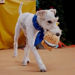 Bark For Dog Multicolored Plush More S'mores Dog Toy 1 pk