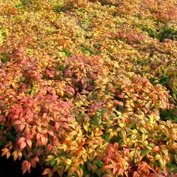 National Plant Network Nandina Grower Shrubs