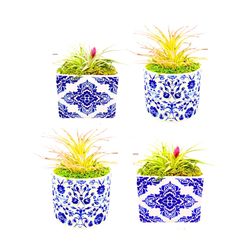 Russell's Bromeliads 3 in. Royal Bloom Small Air Plant