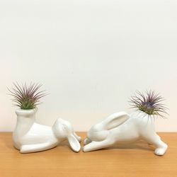 Eve's Garden Ceramic Yoga Bunny Air Plant and Succulent White