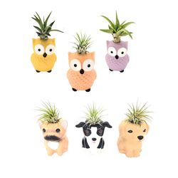 Russell's Bromeliads 3 in. Decor Item - 9.99 retail Air Plant