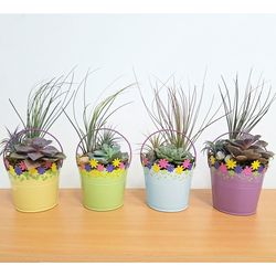 Eve's Garden 9 in. H X 4 in. D Ceramic Floral Tin Bucket Air Plant and Succulent Assorted