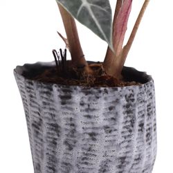 Chive 4 in. H X 4 in. D Ceramic Planter Black/White