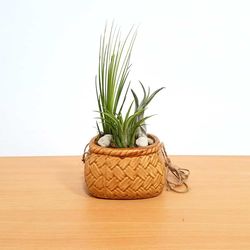Eve's Garden 3 in. H X 4 in. D Ceramic Porcelain Hanging Basket Air Plant and Succulent Multicolored