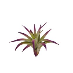 Russell's Bromeliads Purple Plagiotropica Grower Air Plant