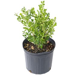 National Plant Network Boxwood Grower Shrubs