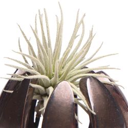 Chive Gideon 2.5 in. D Ceramic Air Plant and Succulent Grassy Dark Chrome
