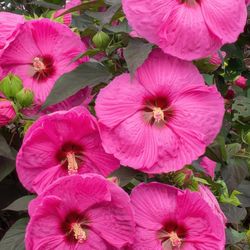 National Plant Network Head Over Heels Passion Hibiscus Grower Shrubs