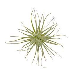 Russell's Bromeliads Green Tectorum Grower Air Plant