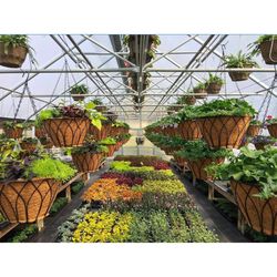 Austram Black Metal 16 in. H Plant Hanger 1 pk