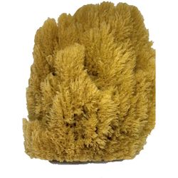 Armaly ProPlus 5 in. W X 4.5 in. L Beige Natural Sponge Painting Sponge