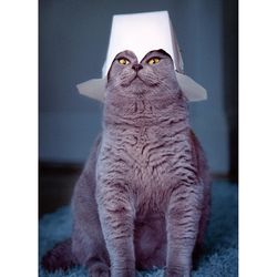 Avanti Seasonal Cat With Take Out Container On Father's Day Card Paper 2 pc