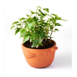 Matr Boomie 3.5 in. H X 5 in. W X 7 in. D Clay Chicken Planter Terracotta