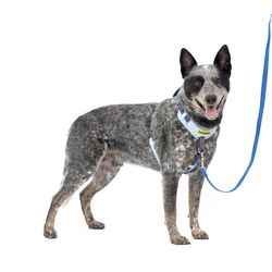PetSafe Easy Walk Blue Fabric Dog Harness Medium/Large