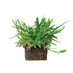 SodPods St. Augustine Sod