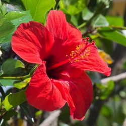 National Plant Network Triple Twist Braided Hibiscus Grower Shrubs