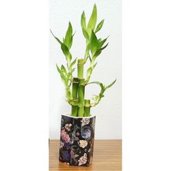 Eve's Garden 14 in. H X 3 in. W X 3 in. D Ceramic Flower Power Vase with Lucky Bamboo Stalks Multico