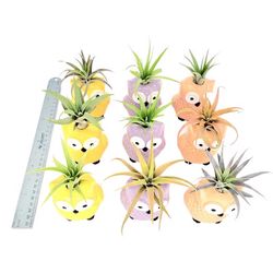 Russell's Bromeliads Owl Collection Ceramic Air Plant