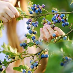 National Plant Network Sunshine Blue Blueberry Grower Shrubs