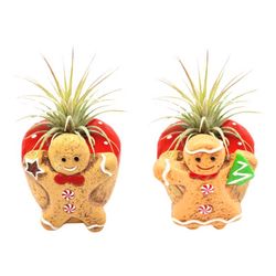 Russell's Bromeliads Gingerbread Couple Decorative Planter Air Plant