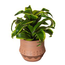 LiveTrends Assorted Foliage House Plant