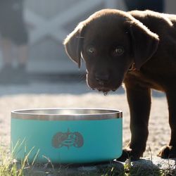 Toadfish Teal Stainless Steel 6 cups Pet Bowl For Dogs