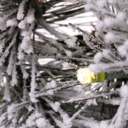 Celebrations Home 12 in. D X 9 ft. L LED Prelit Multicolored Snowy Scotch Pine Garland