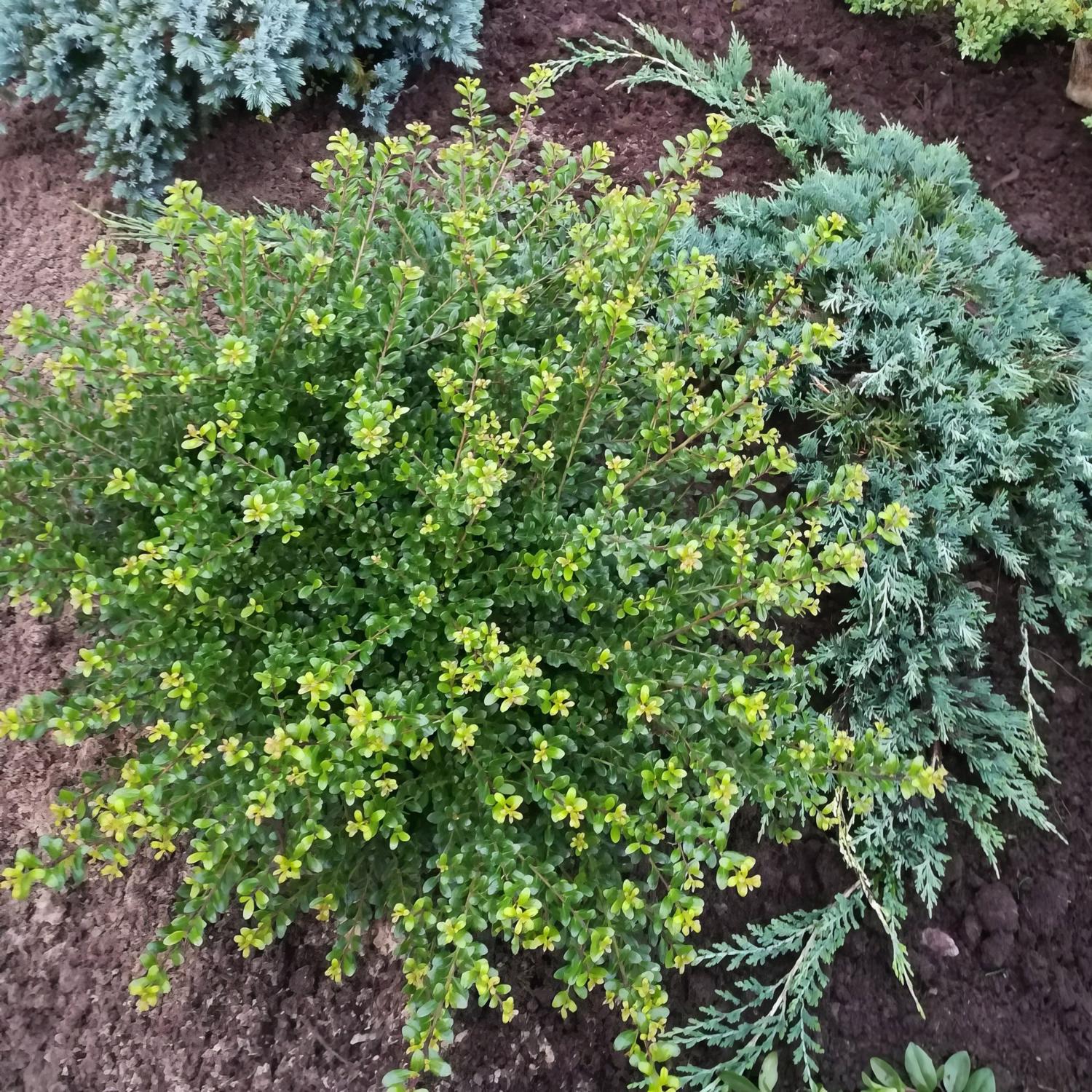 image-4