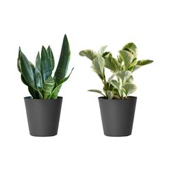 LiveTrends Assorted Foliage House Plant
