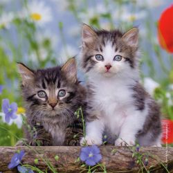 Ravensburger Kittens Children's Puzzle Multicolored 147 pc