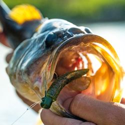 Lunkerhunt Fishing Lure
