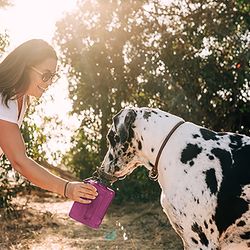 Highwave AutoDogMug Magenta Plastic 44 oz Portable Watering Bottle/Bowl For Dogs