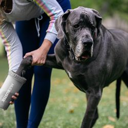 Dexas MudBuster Gray Dog Paw Cleaner 1 pk