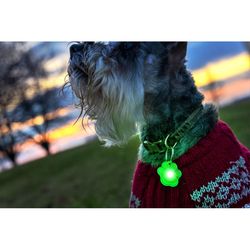 Brightz Pup Brightz Clear Bone and Paw Rubber Dog Collar Light One Size Fits All