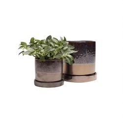Chive Minute 5 in. D Ceramic Flower Pot Bronze Speckles