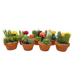 Sorensen Greenhouses Cacti Garden Cacti Plant