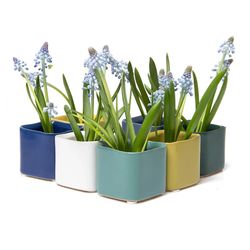 Chive Svek 2.5 in. D Ceramic Succulent Pot Cobalt