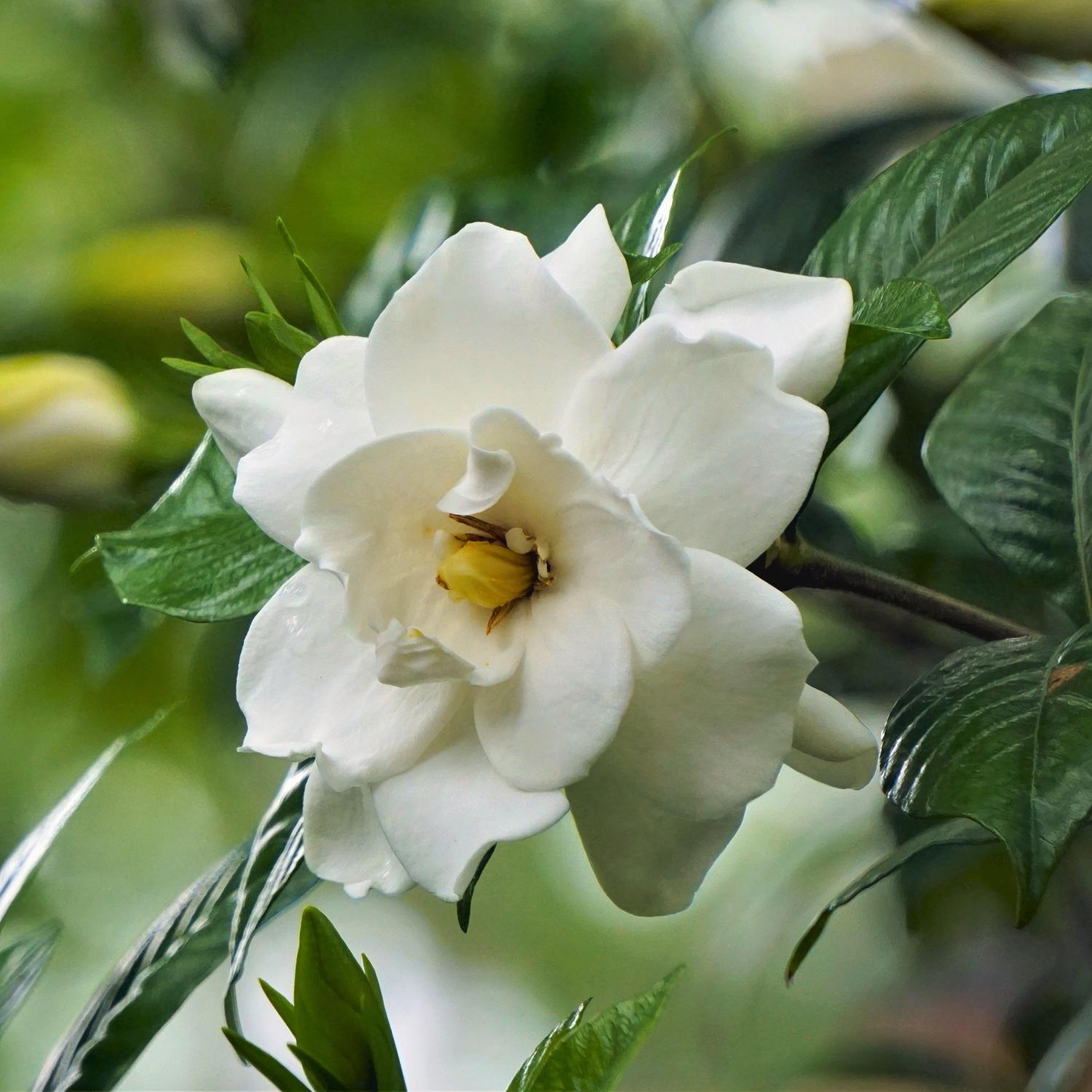 image-5