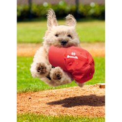 Avanti Seasonal White Dog Running With Cap Father's Day Card Paper 2 pc