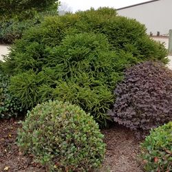 National Plant Network Cryptomeria Globosa Nana Grower Shrubs