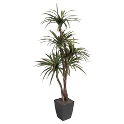 DW Silks 72 in. H X 30 in. L Polyester Dracaena Tree in Black Planter