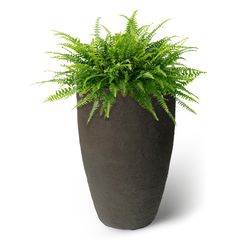 Algreen Athena 21 in. H X 12.5 in. D Polyethylene Double wall Planter Brownstone