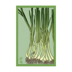 Chive Shido Seed Co. Scallions Seeds 1 pk