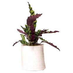Chive Channa 4.75 in. H X 4.75 in. D Ceramic Cachepot White Speckles