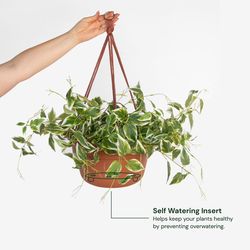 Bloem Dura Cotta 6.8 in. H X 12.5 in. W X 12.4 in. D Resin Hanging Basket Terracotta